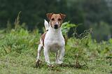 JACK RUSSEL 219